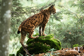 Luchs