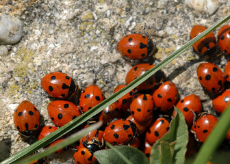 A group of seven-spot ladybirds (Coccinella septempunctata) on a stone