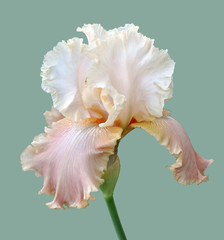 iris flower