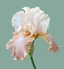 Foto op Canvas iris flower © Hanna