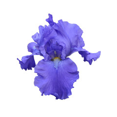 iris flower