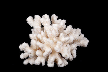 White Sea Coral on black background