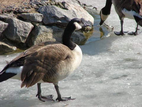 Beautiful goose on ice in early spring
