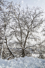 White winter trees