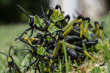 A cluster of locusts on top of each other. 