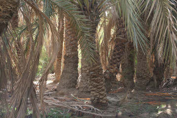 Oase mit Dattelpalmen in Ägypten