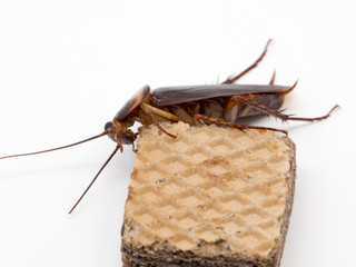 Closeup cockroach on the chocolate wafer. Cockroaches are carriers of the disease.