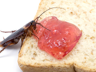 Close up cockroach on the whole wheat bread with red jam.Cockroach eating whole wheat bread on white background(Isolated background). Cockroaches are carriers of the disease.