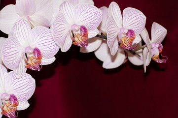 Orchidee arco