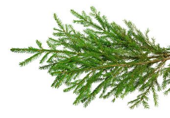 Fir branches isolation on white without shadows.