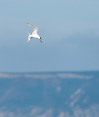 A Sandwich tern (Thalasseus sandvicensis) shortly before diving for food