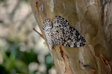 Borboleta em árvore