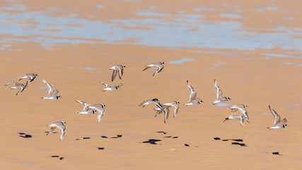 A group of Common ringed plovers (Charadrius hiaticula) flying