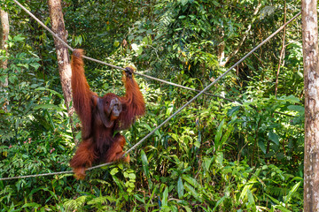female orangutan walks by ropes © Mieszko9