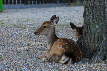 Deer in Nara Park