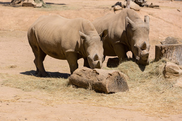 Fototapeta premium rhinoceros