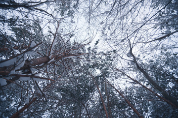 Snow-covered forest on a winter day