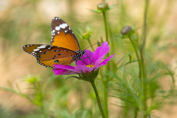 Common Tiger butterfly on pink flower