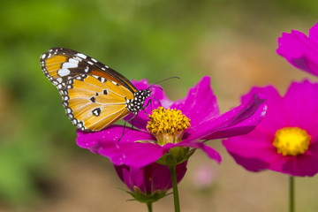 Fototapeta na wymiar Common Tiger butterfly on pink flower