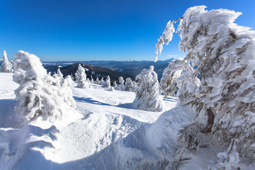 winter landscape of a Christmas tree in the snow. snow-white beauty