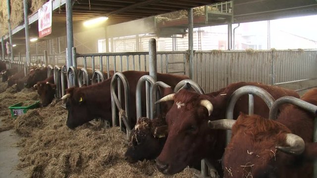 Dutch Deep Red cattle eat hay in a deep litter barn with automatic straw spreader. A deep litter barn is an animal housing system, based on the repeated spreading of straw or sawdust material indoor.