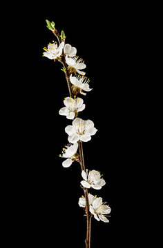 flowering apricot isolated on black background