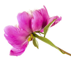 Obraz premium pink peony flower. Isolated on white background