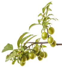 plum-tree branch with green fruits and leaves. isolated on white background