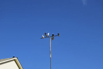 Pigeons are sitting on the crossbar in the form of a cross. Equipment dovecote.