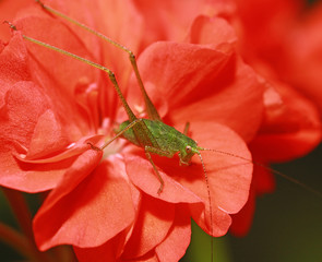 Jeune sauterelle verte Tettigonia viridissima