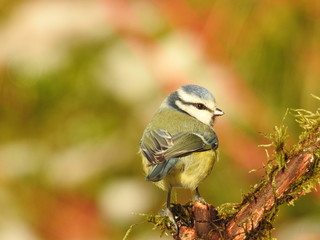Blue tit on a branch