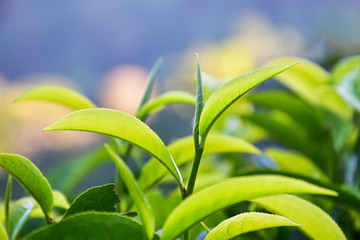 Tea leaves at a plantation in relaxing tone