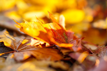 Gef&auml;rbte Bl&auml;tter