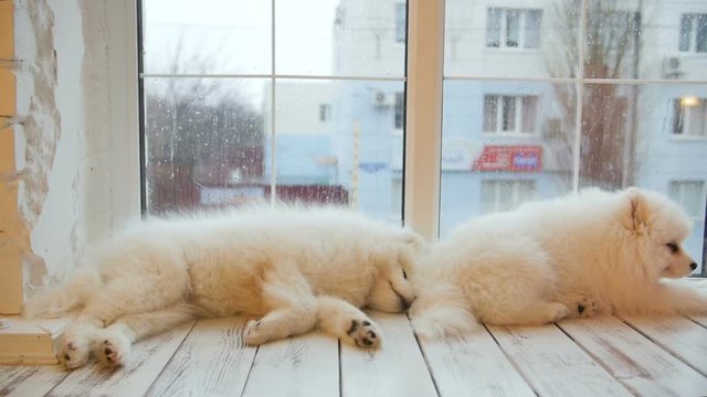 Tired sleeping samoyed puppies lying on the floor