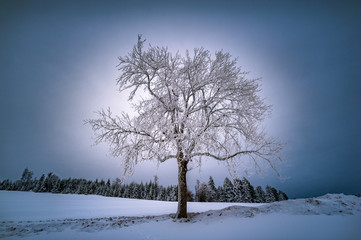 Alleinstehender Baum im Winterkleid