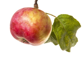 branch with ripe apples and leaves. isolated on white background