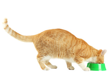 Ginger cat eating from feeding bowl on white background