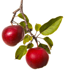 ripe apples on a branch isolated on white background