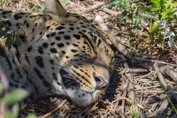 Leopard sleeping on the ground.