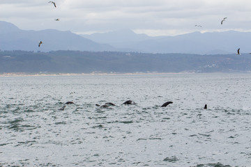 Fototapeta premium Seals Playing in Ocean at Plettenberg Bay in South Africa: Their Movement Resembling a Sea Monster.