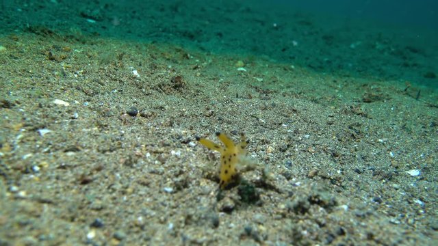 Black and orange slug walking on sand, Thecacera pacifica, 4k