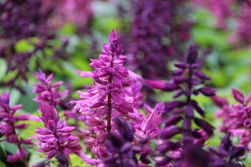 Obraz premium Salvia splendens flower