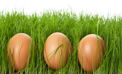 Easter eggs in the grass