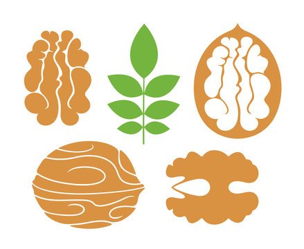 Walnut logo. Isolated walnut on white background 