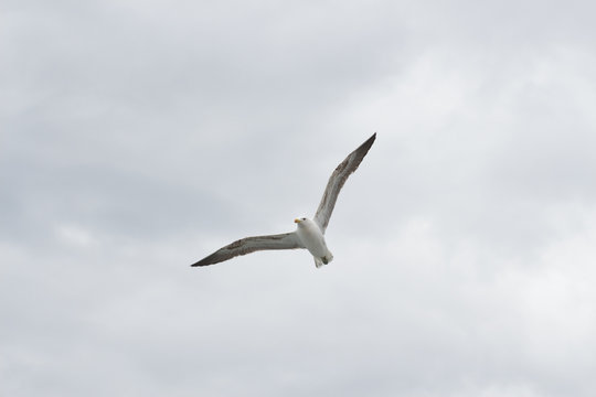 Seagull flying high in the sky with clouds above. 