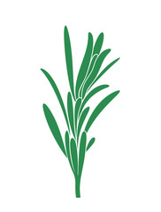 Rosemary branch. Isolated rosemary on white background