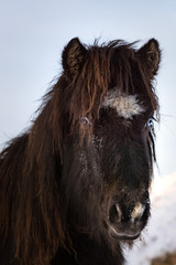 Closeup of a black Icelandic horse with blue eyes
