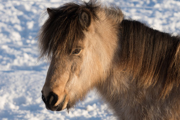 Light brown and black Icelandic horse in winter