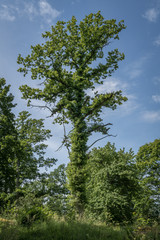 Strange overgrown tree against a blue summer sky