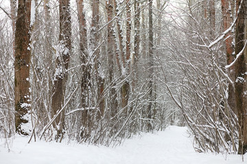 Winter landscape snow covered expanses. A park in the winter in 